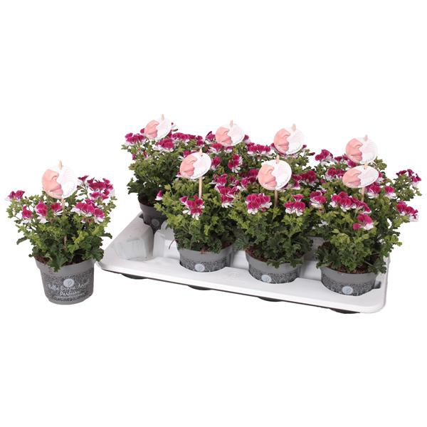 <h4>Pelg. Angel Parfum Senna 12cm</h4>