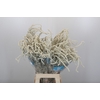 Amaranthus Yearming Desert