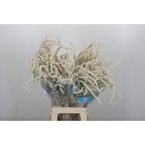 Amaranthus Yearming Desert