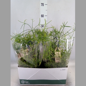 Rhipsalis   ...