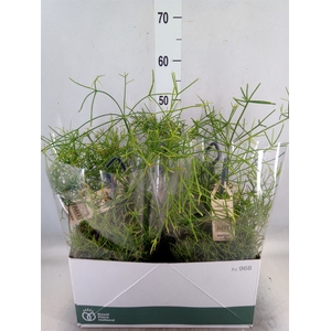 Rhipsalis   ...