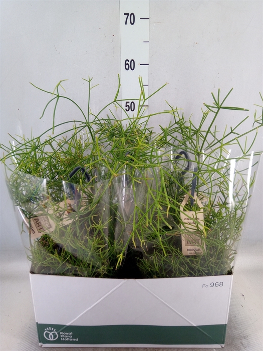 <h4>Rhipsalis   ...</h4>
