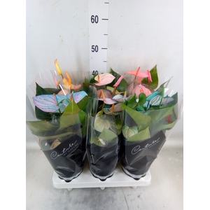 Anthurium andr. 'Cocos'