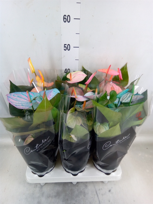 <h4>Anthurium andr. 'Cocos'</h4>