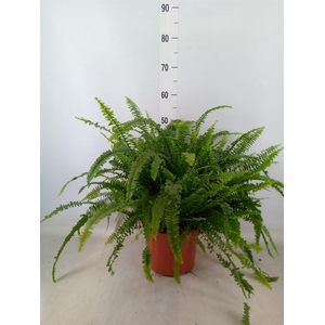 Nephrolepis exal. 'Green Lady'