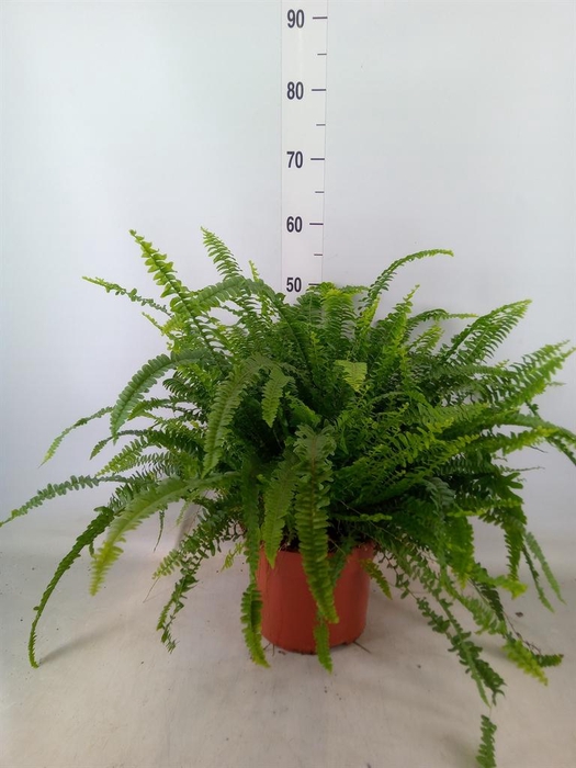 <h4>Nephrolepis exal. 'Green Lady'</h4>