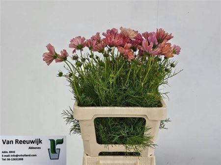 <h4>Cosmos Bipinnatus Zalm</h4>