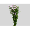 ASTER MARIANA 050 CM ROSA CLARO