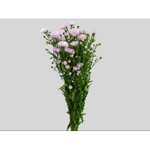 ASTER MARIANA 060 CM ROSA CLARO