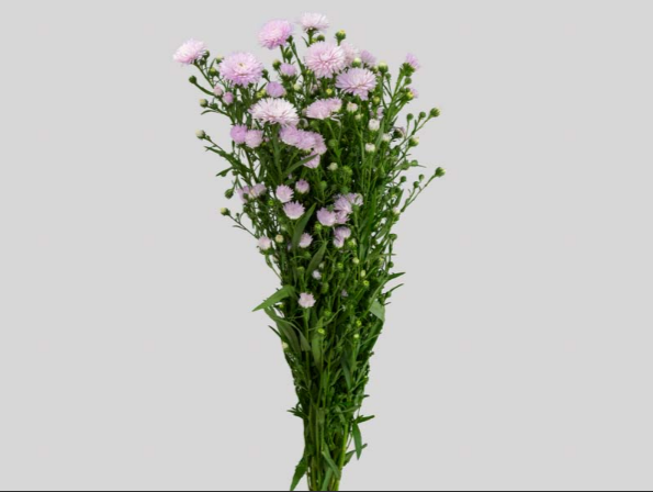 <h4>ASTER MARIANA 060 CM ROSA CLARO</h4>