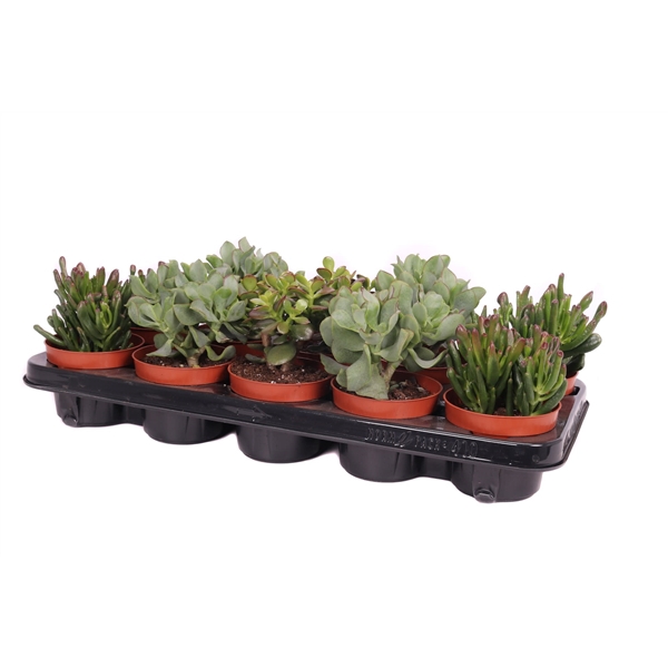 <h4>Crassula op rij 10,5 cm</h4>