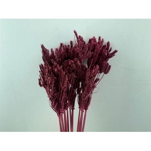 Dried Umbr. Sedge Sm. Leaf Red Bunch