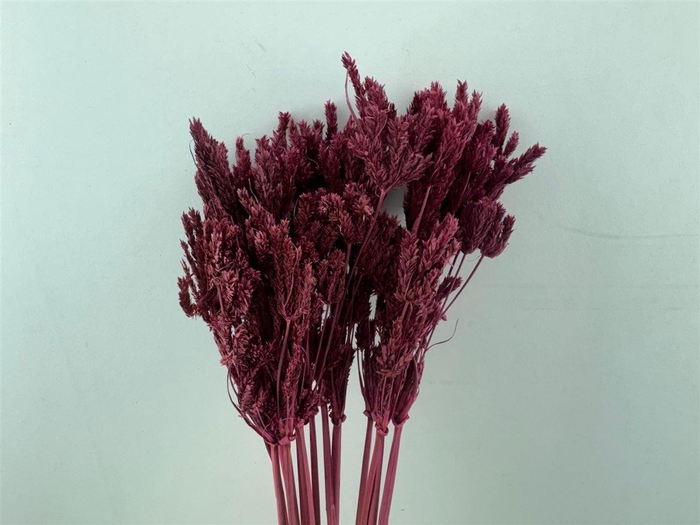 <h4>Dried Umbr. Sedge Sm. Leaf Red Bunch</h4>