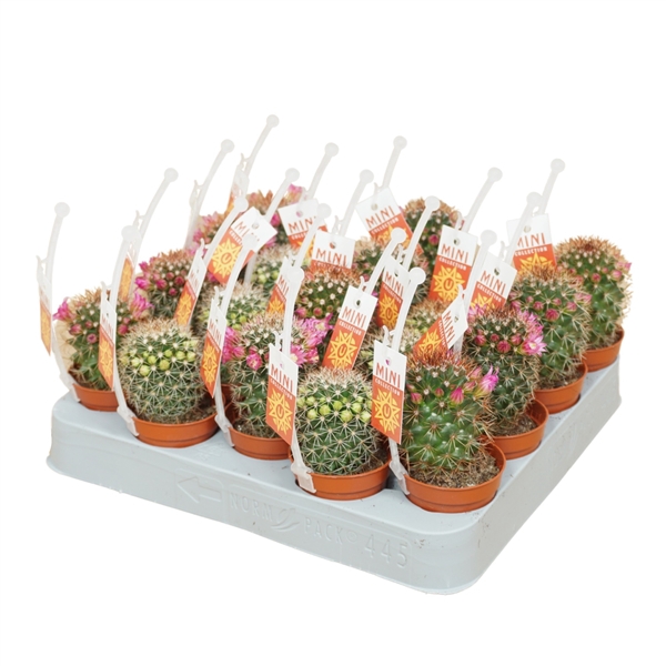 <h4>Cactus mix 5,5 cm bloeiend met picker+etiket</h4>