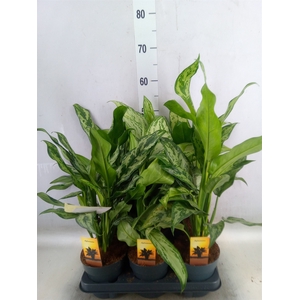 Aglaonema   ...mix