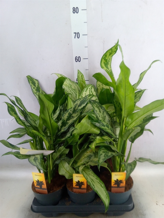 <h4>Aglaonema   ...mix</h4>
