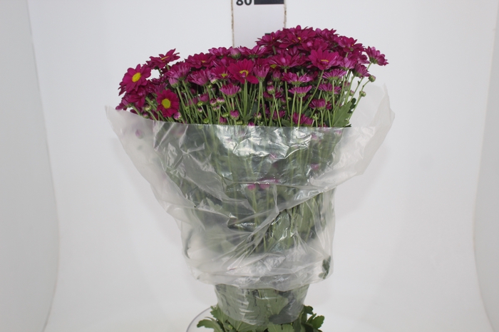 CRISANTEMO SANTINI MORA 080 CM