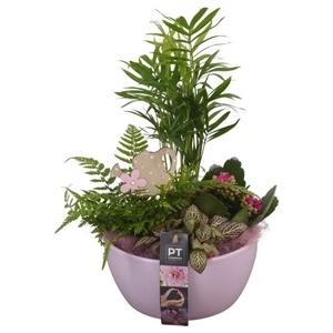 PTIB6318 Arrangementen kamerplanten