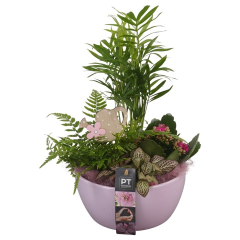 <h4>PTIB6318 Arrangementen kamerplanten</h4>