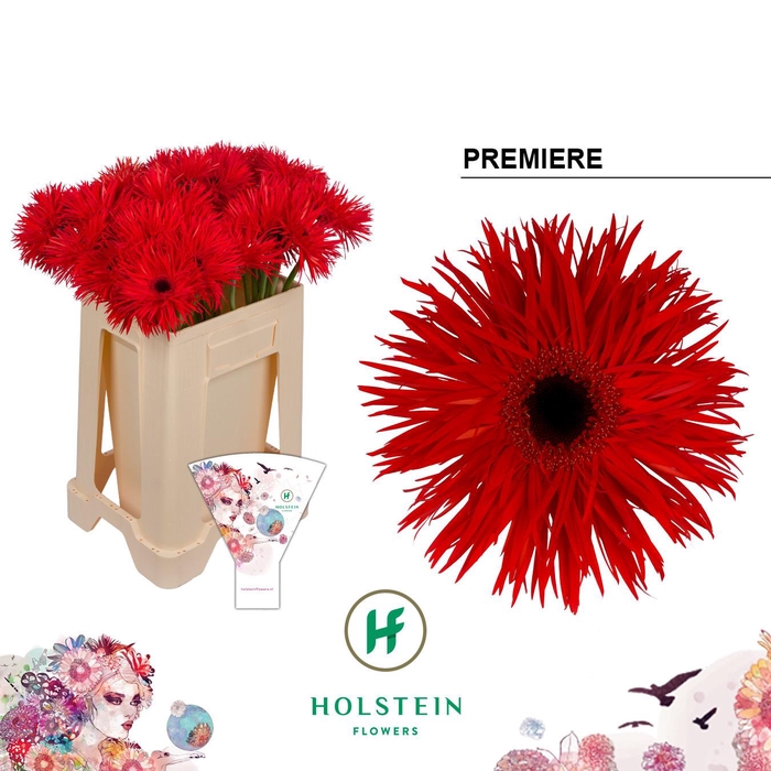 <h4>Gerbera Spider Premiere</h4>
