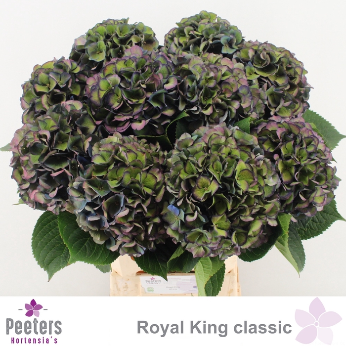 <h4>Hydrangea royal king classic</h4>