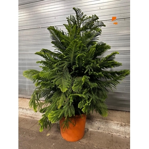 Araucaria Heterophylla 50Ø 175cm 8pp