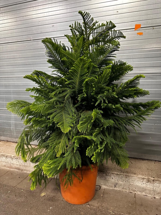 Araucaria Heterophylla 50Ø 175cm 8pp