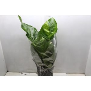 ANTHURIUM HOOKERI P19