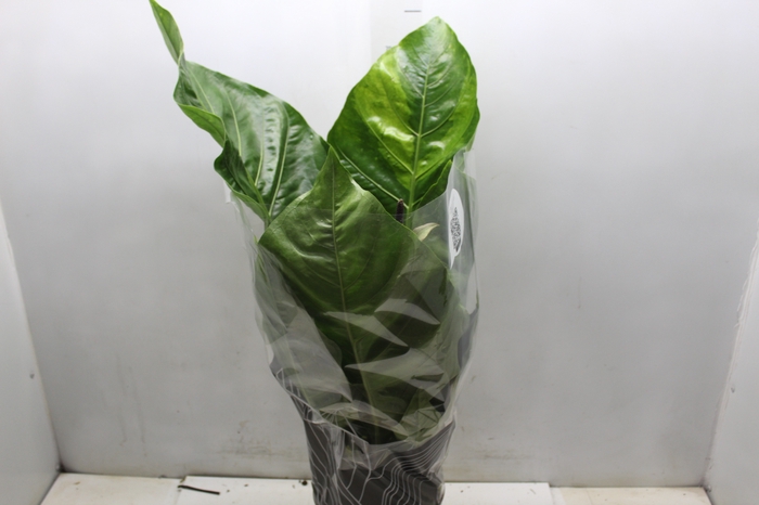 <h4>ANTHURIUM HOOKERI P19</h4>