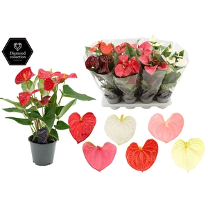 Anthurium 14 cm 4 color mix in transparant sleeve