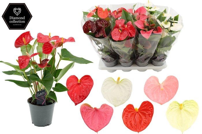 <h4>Anthurium 14 cm 4 color mix in transparant sleeve</h4>