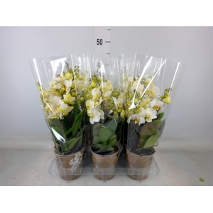 Phalaenopsis multi. 'Ant Lausanne'