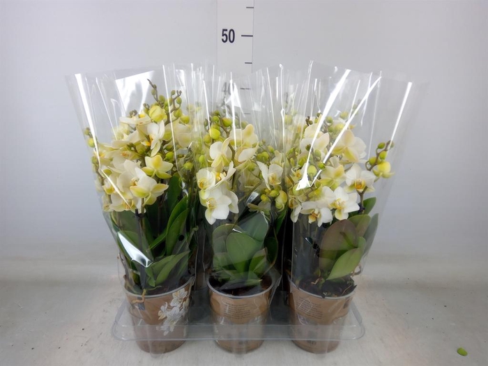 <h4>Phalaenopsis multi. 'Ant Lausanne'</h4>
