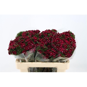 Di Barb Breanthus Jolly Purple Pink