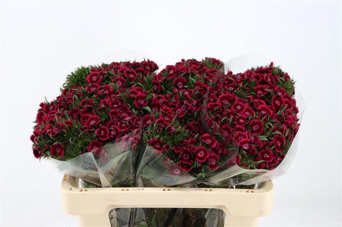 <h4>Di Barb Breanthus Jolly Purple Pink</h4>