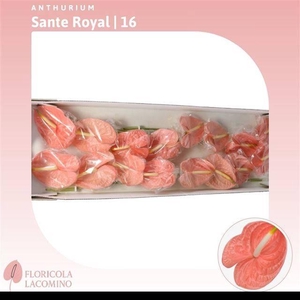 Anth A Sante Royal