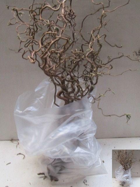 <h4>CORYL AV CONTORTA</h4>