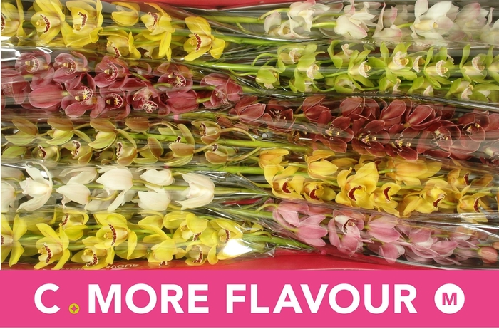 <h4>CYMB MI GEM</h4>