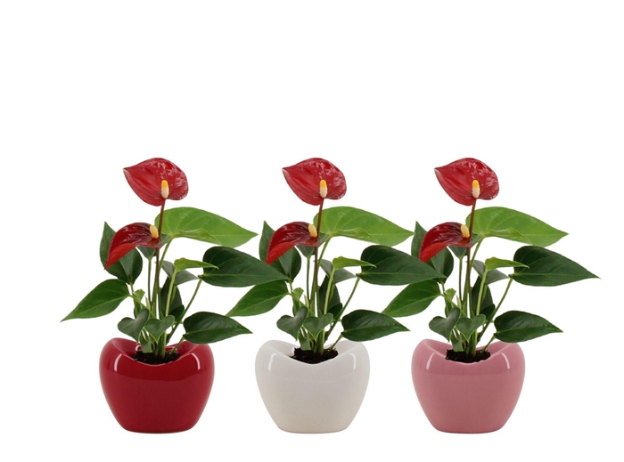 Anthurium 6 cm Micra in Paris ceramics