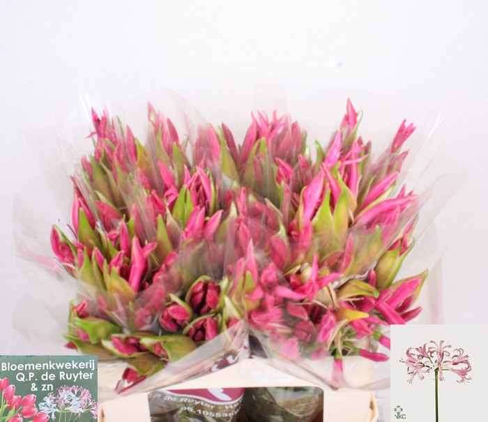 <h4>NE BO RAS VAN ROON</h4>