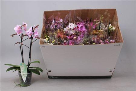 <h4>Phal Mf Gem 8 Kl 2 Branches 30+</h4>
