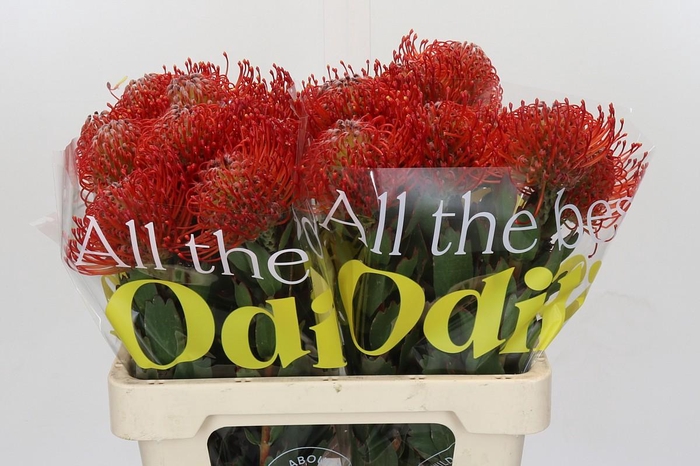 <h4>Nutans Ayoba Red</h4>