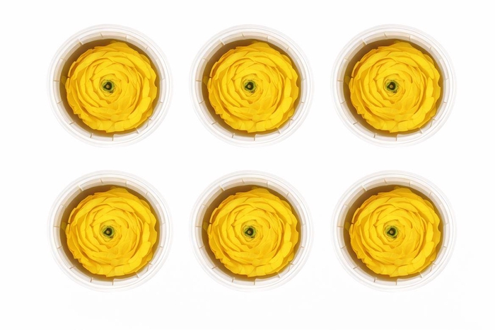 <h4>Ran Pres Yellow</h4>
