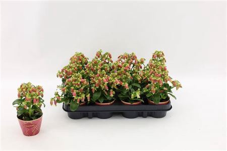 <h4>Kalanchoe Dream Bells, With Potcove</h4>