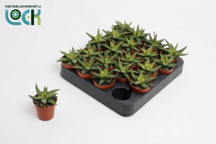 <h4>Haworthia enon</h4>