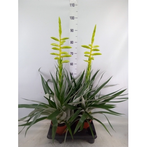 Tillandsia oerstediana