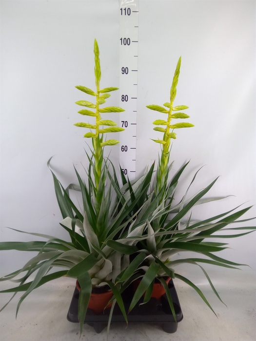 <h4>Tillandsia oerstediana</h4>