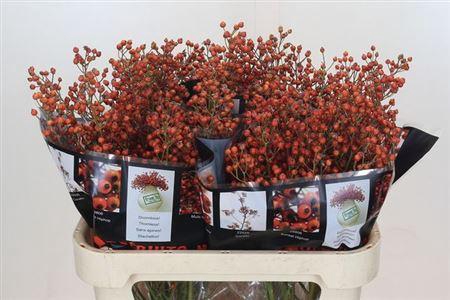 <h4>Rosa F Autumn Flush</h4>