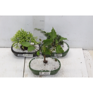 BONSAI JUNIOR (VS POR) 1.1 L CX