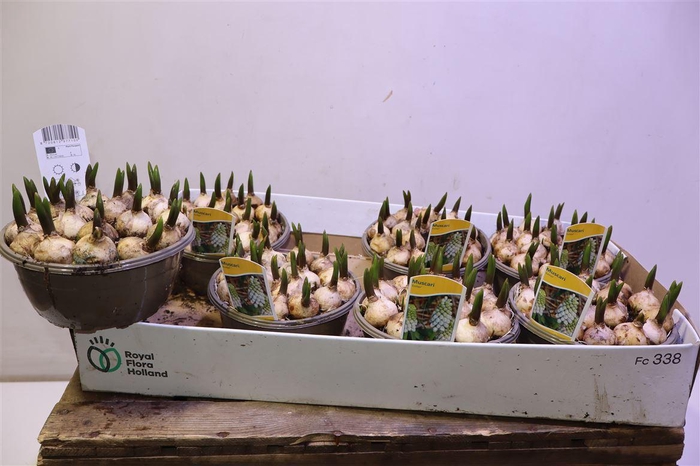 <h4>Muscar Esther</h4>